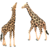 Giraffes