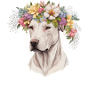 Cute Dogo Argentino Flower Crown Pet Dog Breed Flo