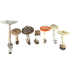 Amanita Liebe