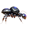 Thick robot beetle