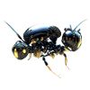 fat robot bee