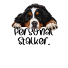 Bernese mountain dog