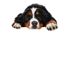Bernese mountain dog