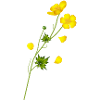 The bright yellow buttercup full of harmony