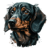 Dachshund