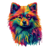 Bunter Zwergspitz Hund