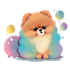 Pomeranian Zwergspitz