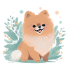 Pomeranian Miniature Spitz Drawing