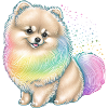 Pomeranian Zwergspitz Regenbogen
