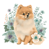 Pomeranain Pomeranian Flower Pastel