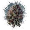 Cannabis Splash