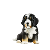 bernedoodle drapeau américain