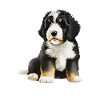 Bernedoodle Maman