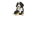 Bernedoodle Amour