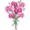 fascinant bouquet rose d’œillets