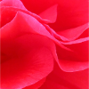 Red Flower