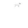 Bull Terrier Heartbeat