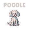 Dog Explanation Anatomy of a Poodle