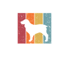 Boykin Spaniel