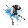 German-shorthair-pointer Dock-Diving into Water