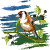 Bunter Vogel