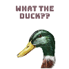 What the duck?