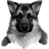 Puppy German Shepherd Dog Owner