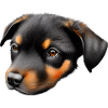 Dog Owner Australian Shepherd Puppy
