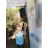 Window cricket