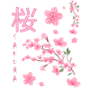 Sakura,Fleur de cerisier,Japon,Fleurs,Cerisier