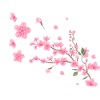 Sakura,Cherry Blossom,Blossoms,Cherry Blossom