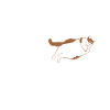 Fat Cat Obesity