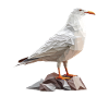 Mouette polygonale sur rochers