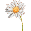 Gänseblümchen