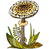 Champignon