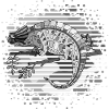 Caméléon