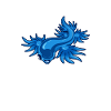 Kawaii Glaucus Atlanticus