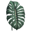 Cool Monstera leaf, plant motif