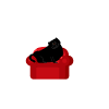 Chonk Cat Obesity