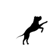 Hund Dog