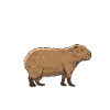 Capybara gaveide sød capybara capybara