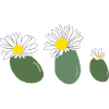Fleur de lithops2
