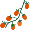 Cherry tomatoes２