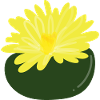 Fleur de Lithops1