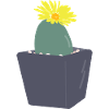 Fleurs de Lithops3