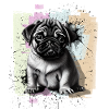 Pug