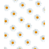 Daisy - Flower Power