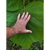 Die Hand am Leben