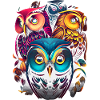 Rainbow Owls