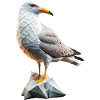 Mouette Mouette Polygone